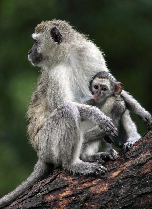 Wildlife, monkey, Botswana