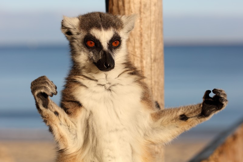 Lemur, Madagascar