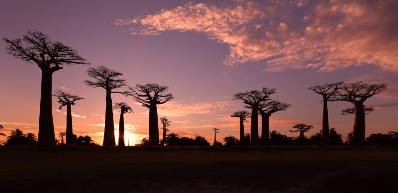Avenue of the Baobabs, Madagascar