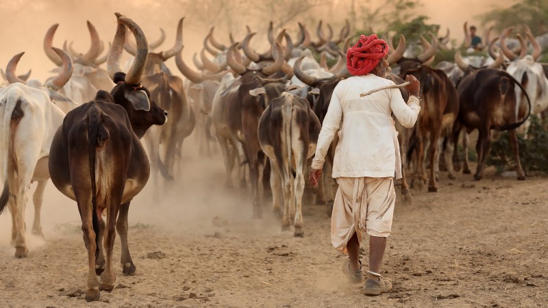 India, Rabari herder in Kutch